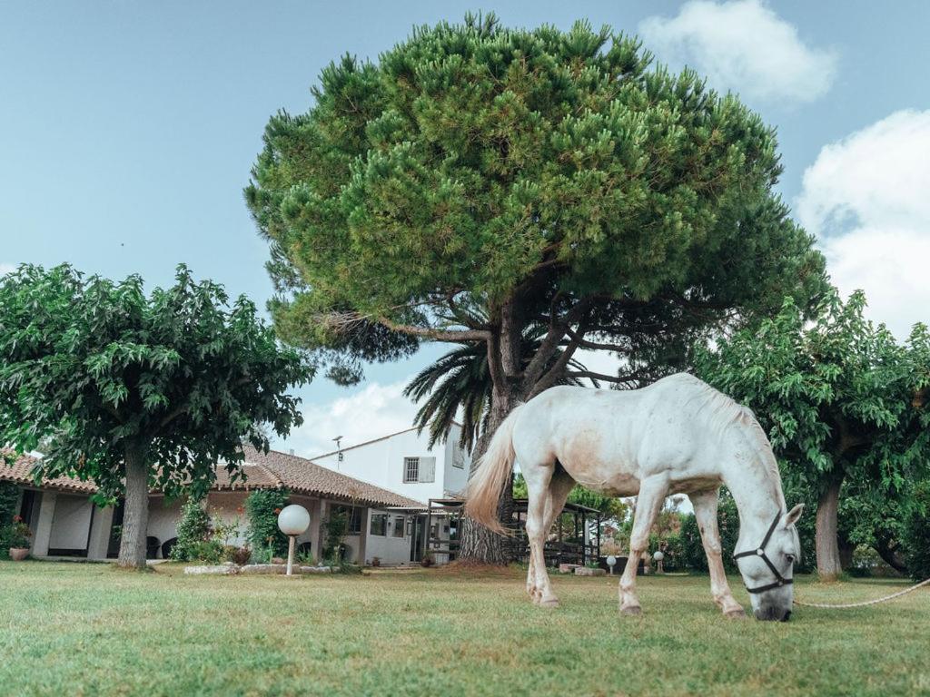 Hotel Mas Des Barres Saintes-Maries-de-la-Mer Exterior photo